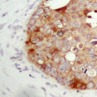 19 - Anti-FAP alpha Antibody AP61510