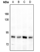 1 - Anti-FAP alpha Antibody AP61510