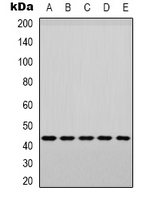 1 - Anti-p38 (Phospho-Y182) Antibody AP61511