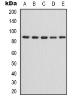 1 - Anti-IKK alpha/beta Antibody AP61517