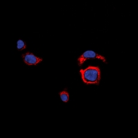 3 - Anti-CD226 Antibody AP61521