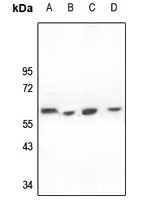 1 - Anti-CD226 Antibody AP61521