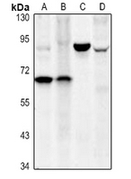 0 - Anti-CD127 Antibody AP61522