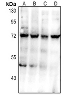 1 - Anti-CD112 Antibody AP61527