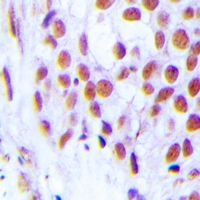 19 - Anti-FOG2 Antibody AP61530