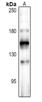 1 - Anti-FOG2 Antibody AP61530