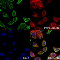 3 - Anti-GPR126 Antibody AP61531