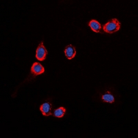 3 - Anti-GPR87 Antibody AP61532
