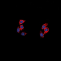 3 - Anti-NPY5R Antibody AP61533