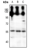 1 - Anti-NPY5R Antibody AP61533