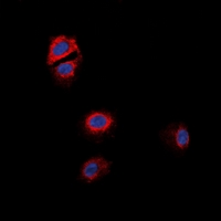 3 - Anti-GPR170 Antibody AP61534