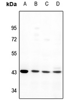 1 - Anti-GPR170 Antibody AP61534