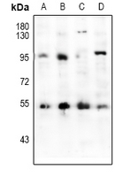 1 - Anti-HNF4 alpha Antibody AP61535