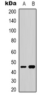 1 - Anti-GATA5 Antibody AP61536