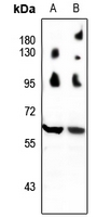 1 - Anti-Beclin-1 Antibody AP61539
