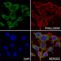3 - Anti-LGALS3BP Antibody AP61541