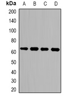 1 - Anti-LGALS3BP Antibody AP61541