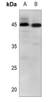 1 - Anti-CD273 Antibody AP61543
