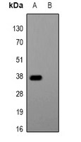 1 - Anti-Glu-Glu-tag Antibody AP61545