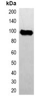 1 - Anti-Avi-tag Antibody AP61546