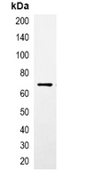 5 - Anti-CBP-tag Antibody AP61547