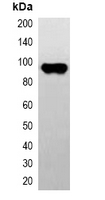 1 - Anti-CBP-tag Antibody AP61547