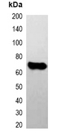 1 - Anti-E2-tag Antibody AP61548