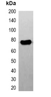 1 - Anti-FLAG-tag Antibody-HRP labled AP61549