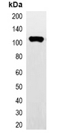 1 - Anti-HA-tag Antibody-HRP labled AP61550