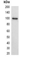 1 - Anti-His-tag Antibody-HRP labled AP61551