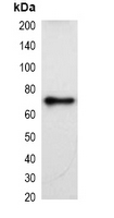 1 - Anti-KT3-tag Antibody AP61552