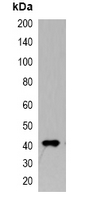 1 - Anti-Myc-tag Antibody-HRP labled AP61553