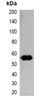 1 - Anti-Nano-tag Antibody AP61554