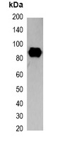1 - Anti-SRT-tag Antibody AP61555