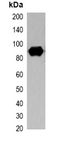 1 - Anti-S-tag Antibody AP61556
