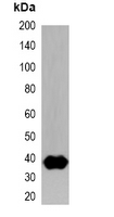 1 - Anti-Strep-tag Antibody AP61557