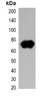 1 - Anti-Strep-tag II Antibody AP61558