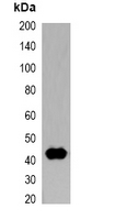 1 - Anti-T7-tag Antibody AP61559