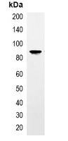 5 - Anti-TAP-tag Antibody AP61560