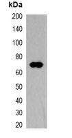 1 - Anti-TAP-tag Antibody AP61560
