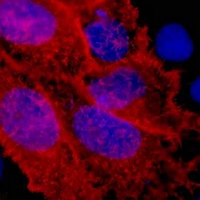 3 - Anti-V5-tag Antibody AP61561