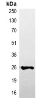 5 - Anti-V5-tag Antibody AP61561