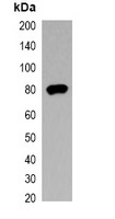 1 - Anti-V5-tag Antibody AP61561