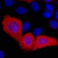 3 - Anti-VSV-G-tag Antibody AP61562