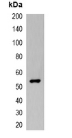 1 - Anti-VSV-G-tag Antibody AP61562