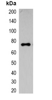 1 - Anti-ECFP-tag Antibody AP61563