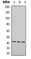 1 - Anti-Alpha-actin-1 Antibody AP61565
