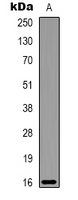 1 - Anti-Alpha-lactalbumin Antibody AP61567