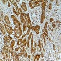 19 - Anti-Alpha-tubulin (Acetyl-K40) Antibody AP61568