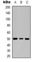 1 - Anti-Beta3-tubulin Antibody AP61570
